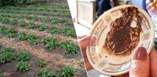 Яке добриво з кухні покращить урожайність