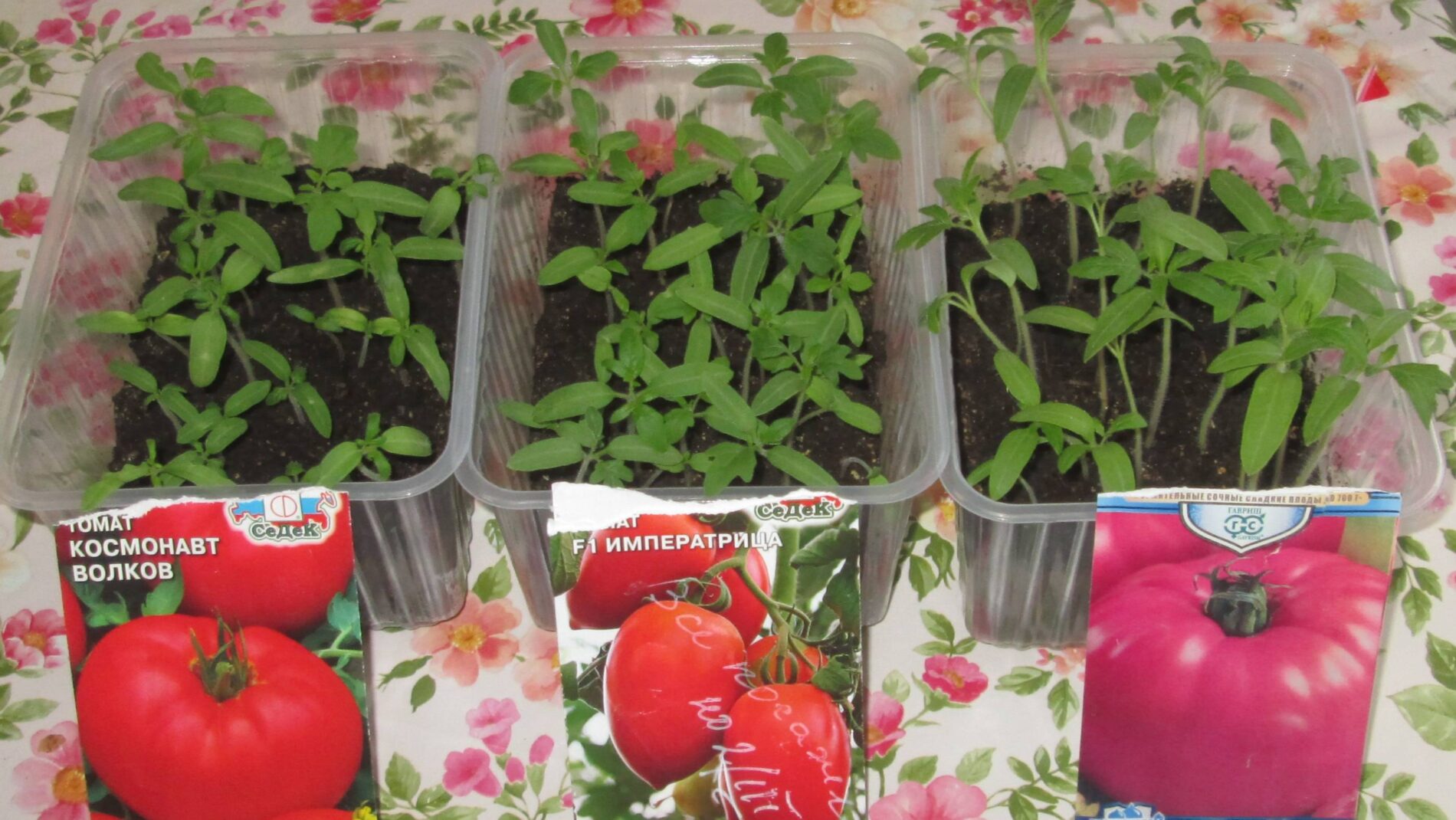 Як допомогти розсаді не впасти після пересадки