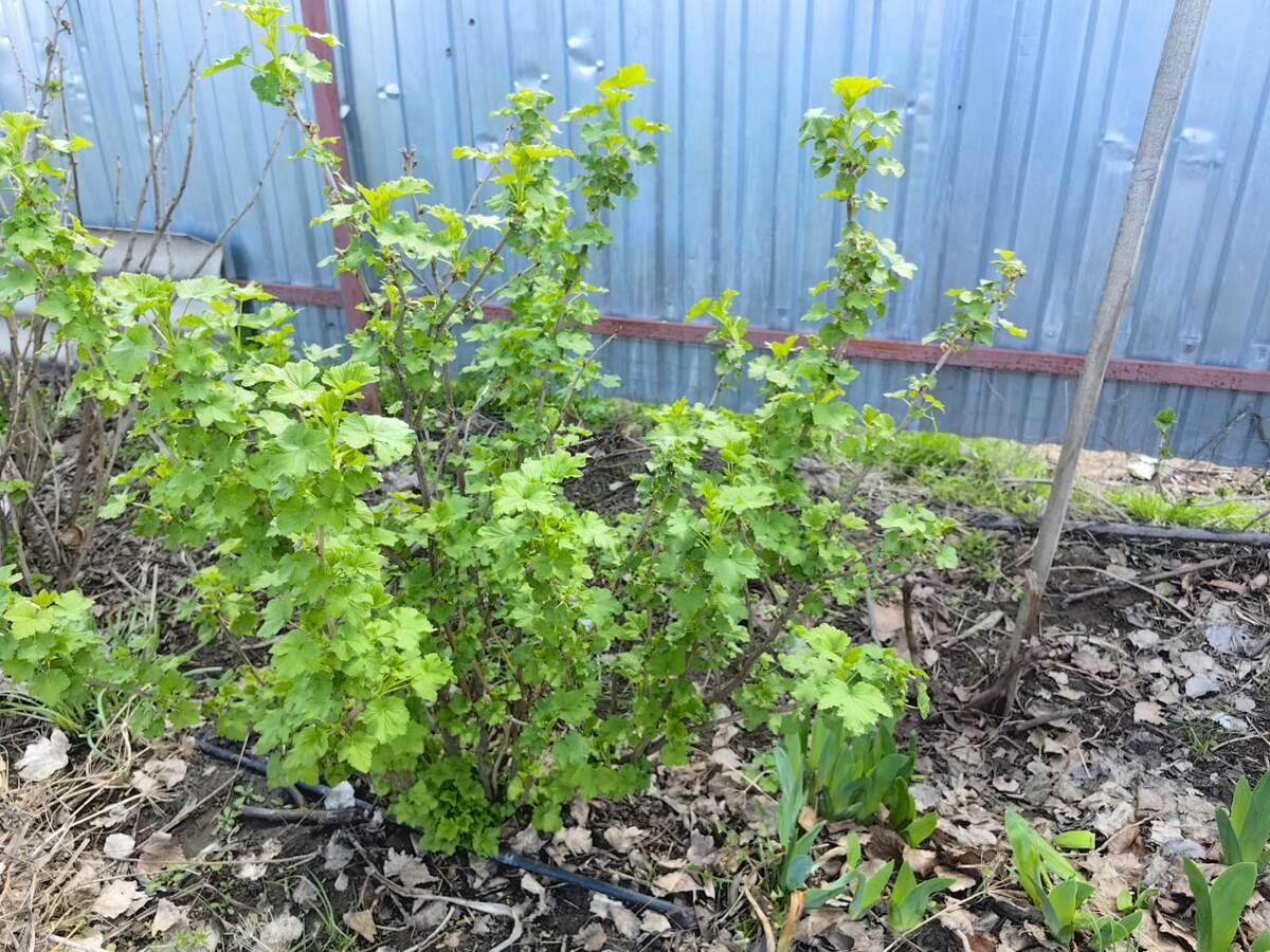 Експерти порадили покласти під кущі смородини простий фрукт, який допоможе покращити смак ягід