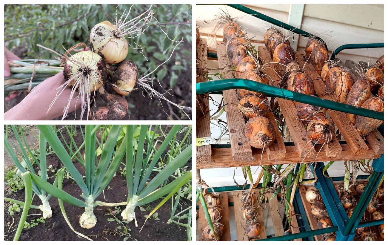 Найкращий сорт цибулі, який дає високий урожай