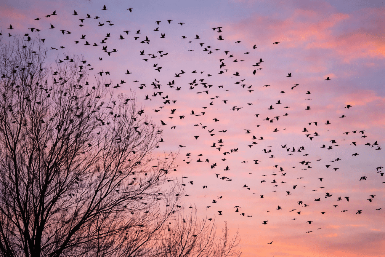Езотерики розповіли, що означає побачити у небі зграю чорних птахів Езотерики розповіли, що означає побачити у небі зграю чорних птахів