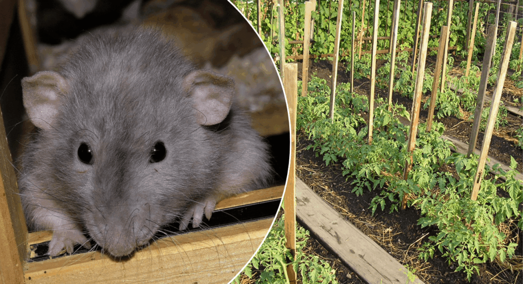 Повилітають як ошпарені: народний метод від мишей і щурів, який працює гуманно, але безвідмовно 