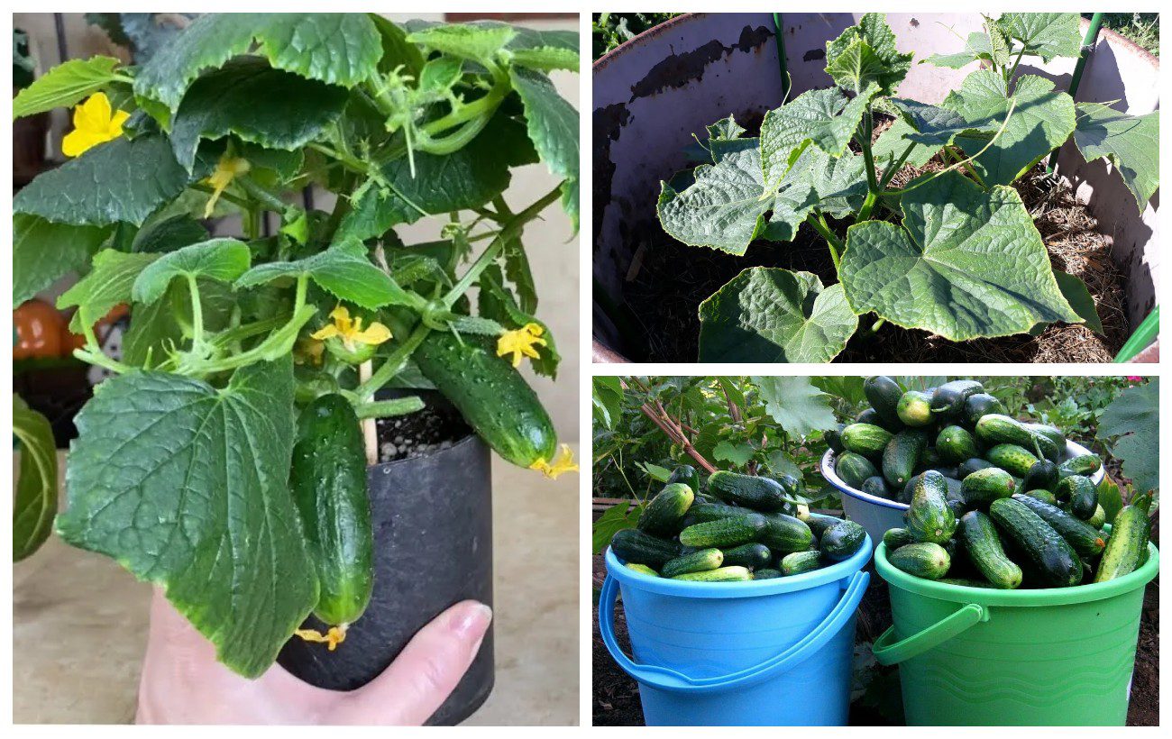 Який сорт огірків дає багатий урожай