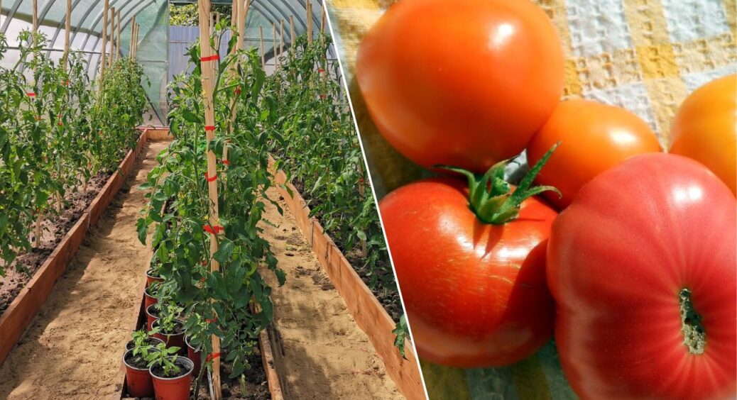 Ранній сорт томатів, який ховають фермери. Саджу вже 10-й рік поспіль: збираю по 6 кілограмів з куща 