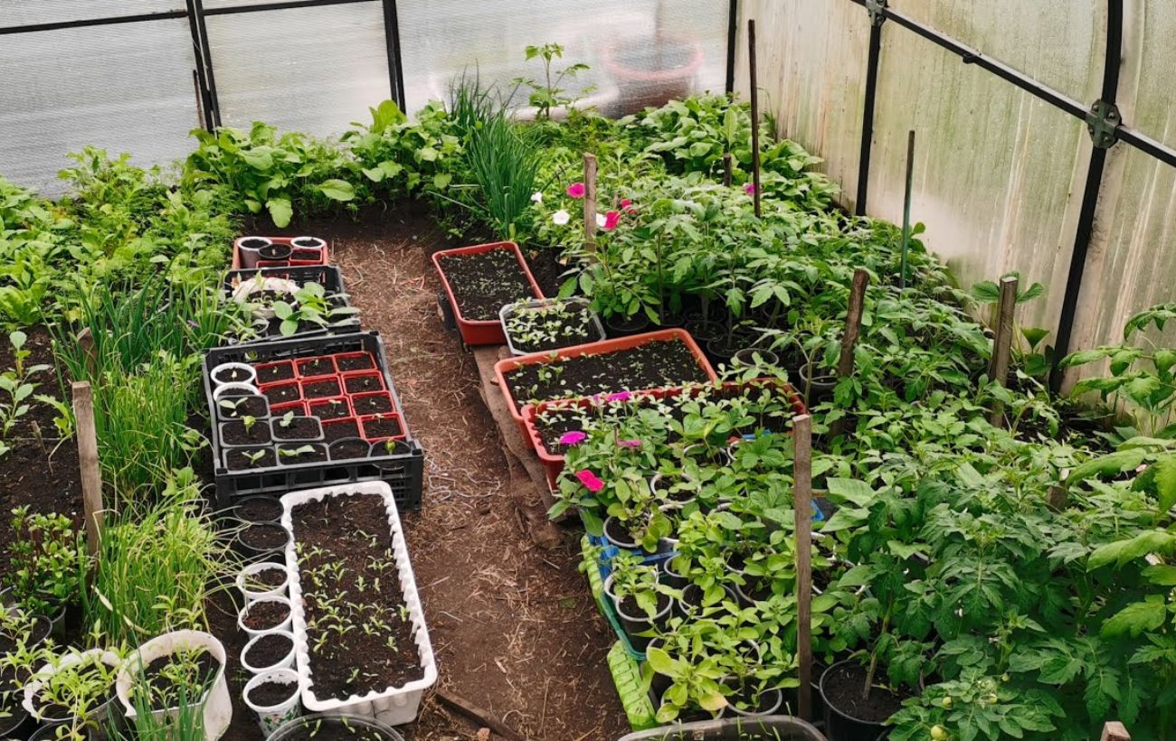 Городники розповіли, як можна використовувати парасолю на грядці для покращення врожайності