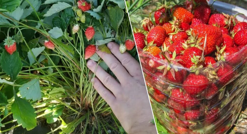 Не купую дорогі підживлення: розвела 1 кухонний порошок — і полуниця солодша вже цього сезону 