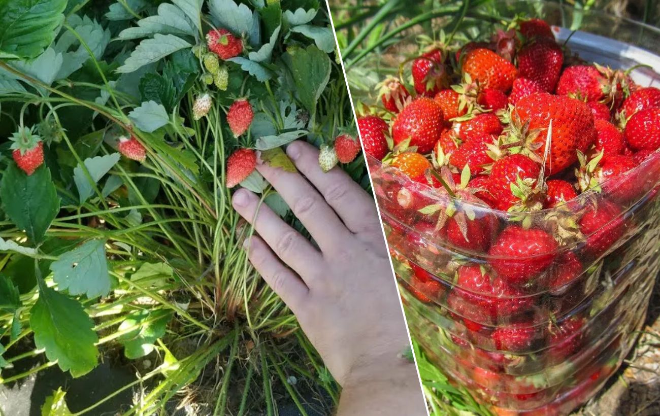 Як покращити смак полуниці