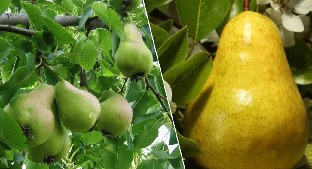 Чим підживити грушу навесні: 200 грамів цього добрива — і врожай збиратимете не відрами, а бочками 
