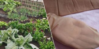 Як використовувати старі колготки на грядці