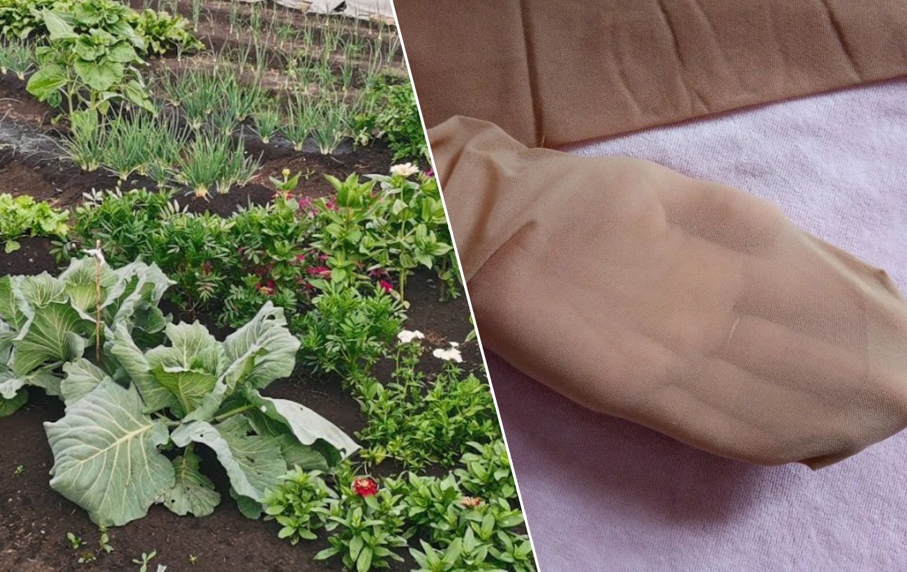 Як використовувати старі колготки на грядці