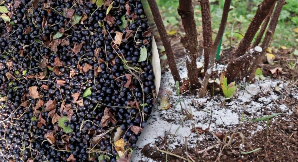 Кладу 1 фрукт під кущі смородини — і ягоди виростають солодшими за цукор: ніяких добрив і “хімії” 