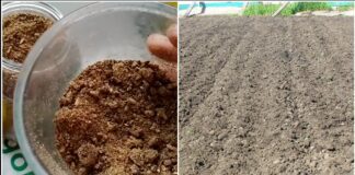 Городники розповіли, що розкидати на грядках у березні для родючості ґрунту