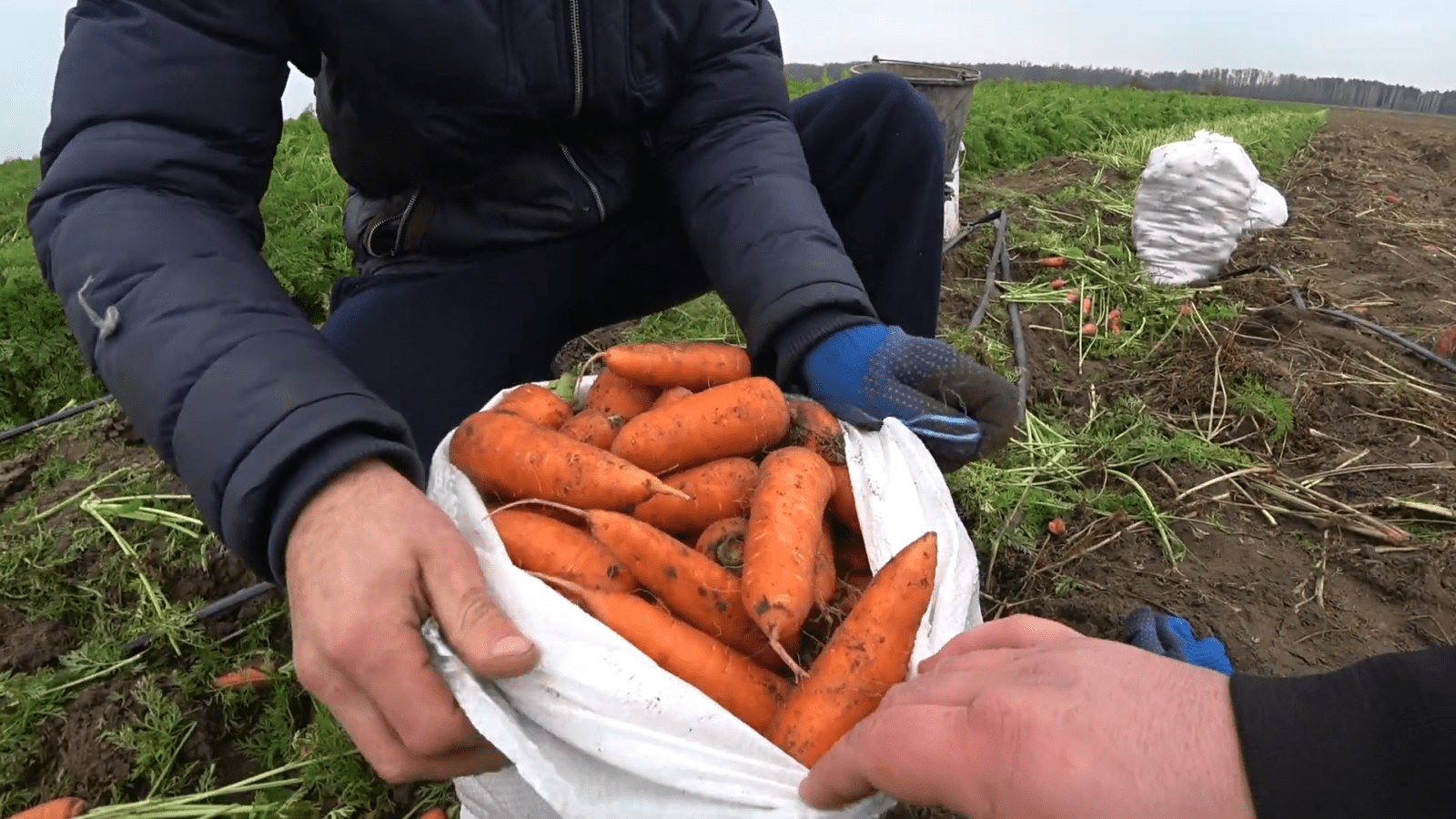 Городники розповіли, як виростити ідеально рівну моркву. Фото: скриншот з відео