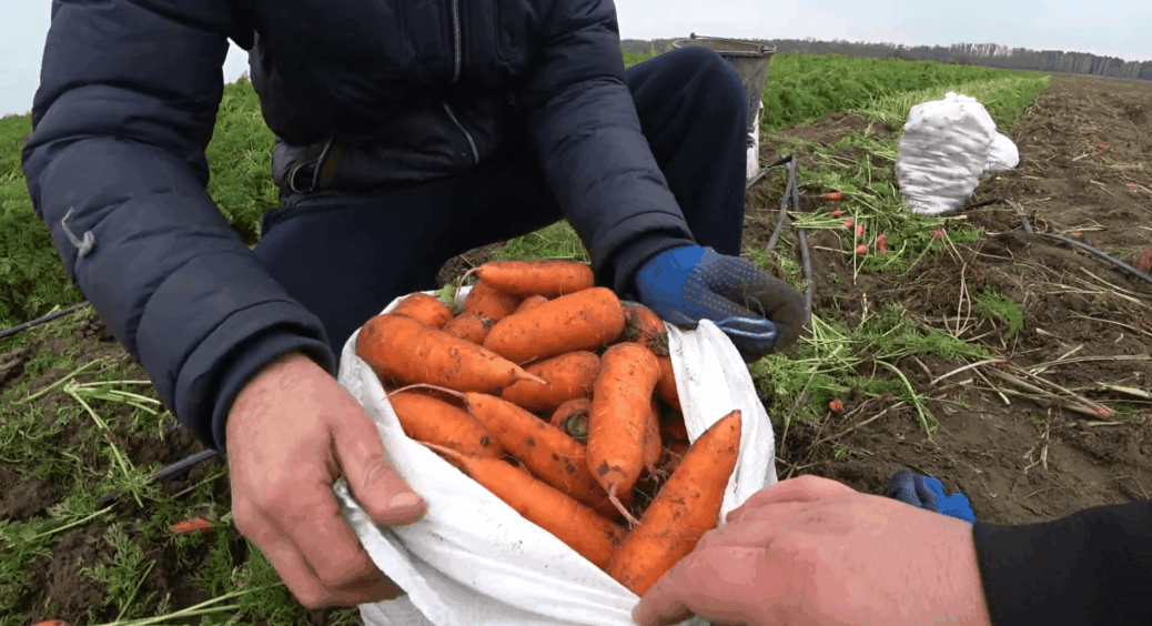 Посів моркви у квітні: що варто обов’язково зробити ще до початку – зійде рівно, плоди будуть по 300 грамів 