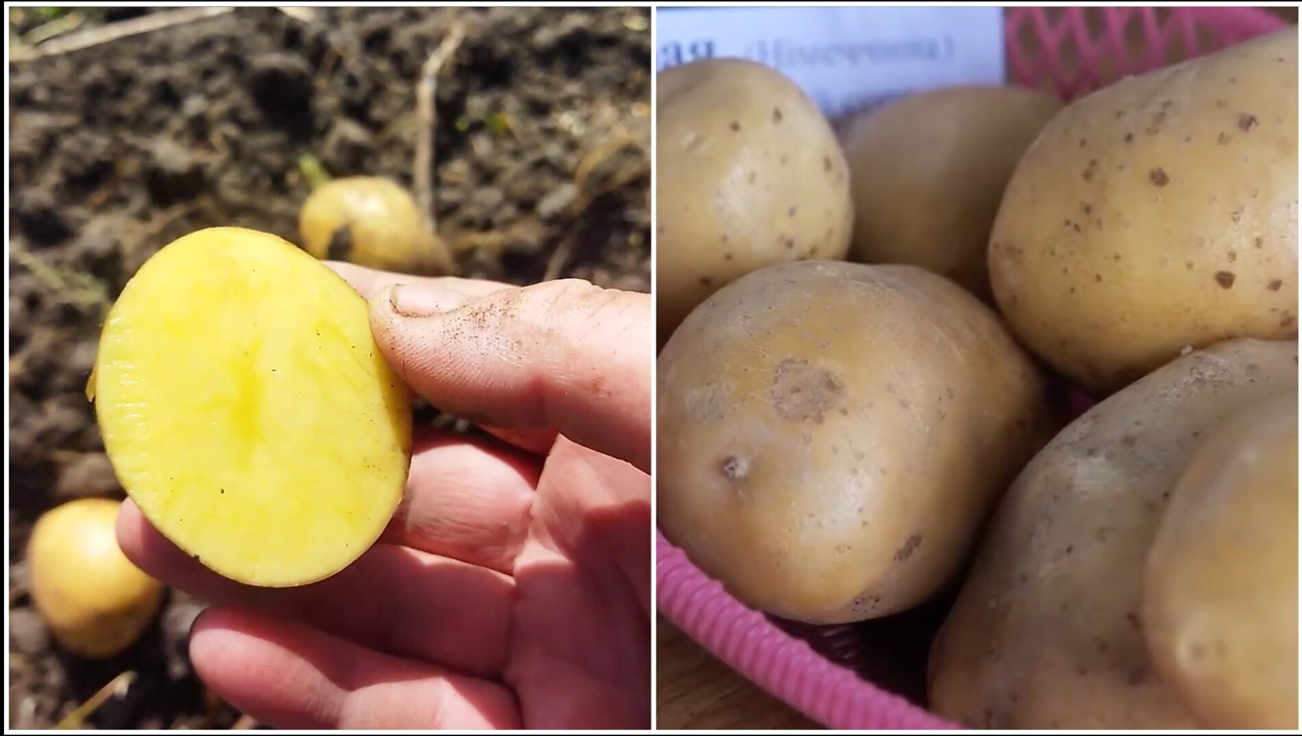 Городники поділилися назвою найкращого сорту картоплі