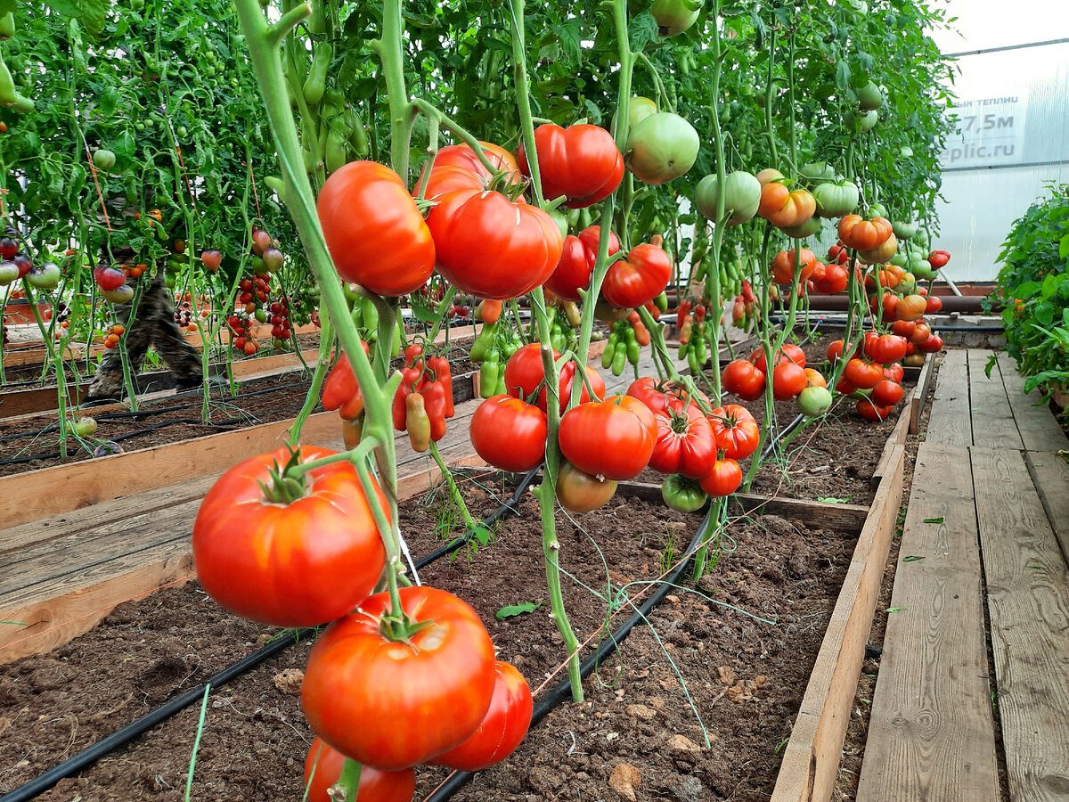 Городники розповіли, який простий лайфхак допоможе захистити розсаду томатів у теплиці