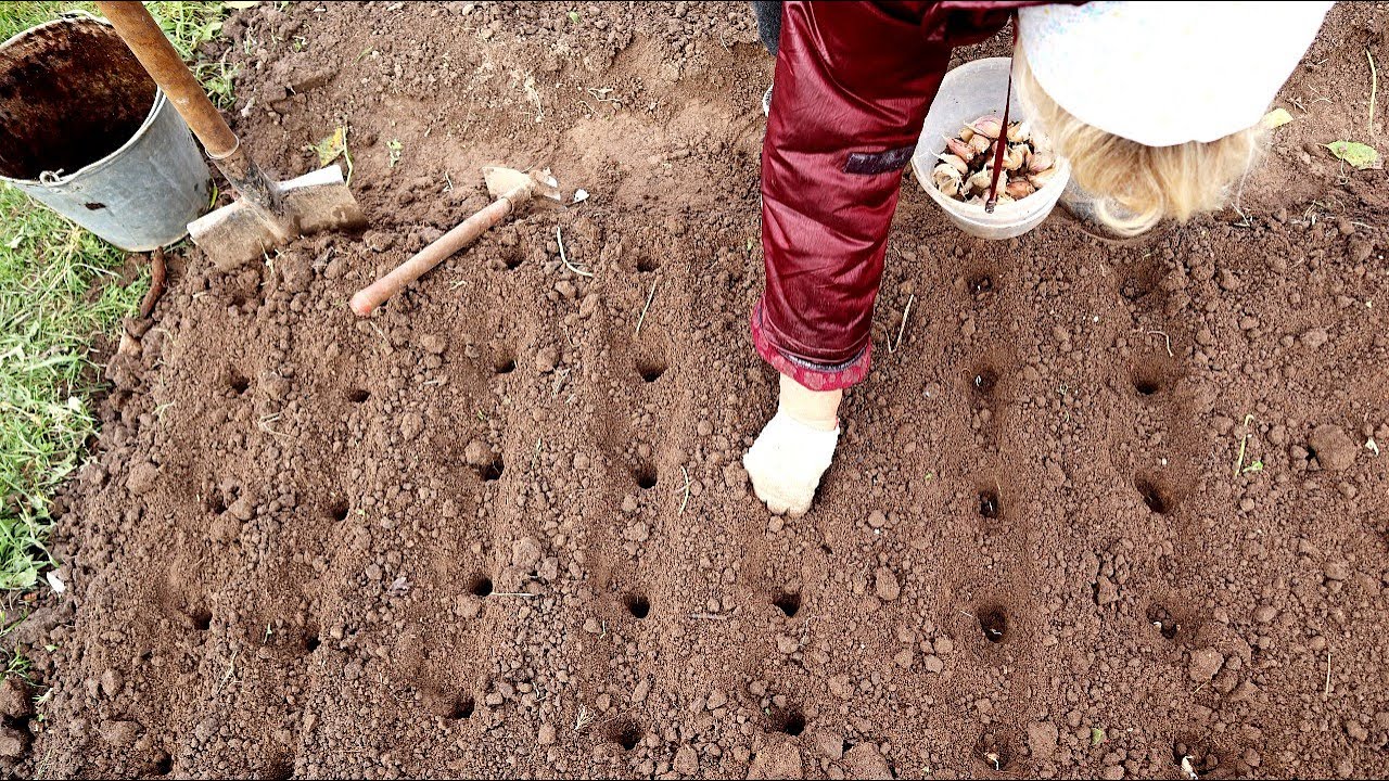 Експерти порадили, як зробити маркер для грядок із пластикових кришечок нашвидкуруч