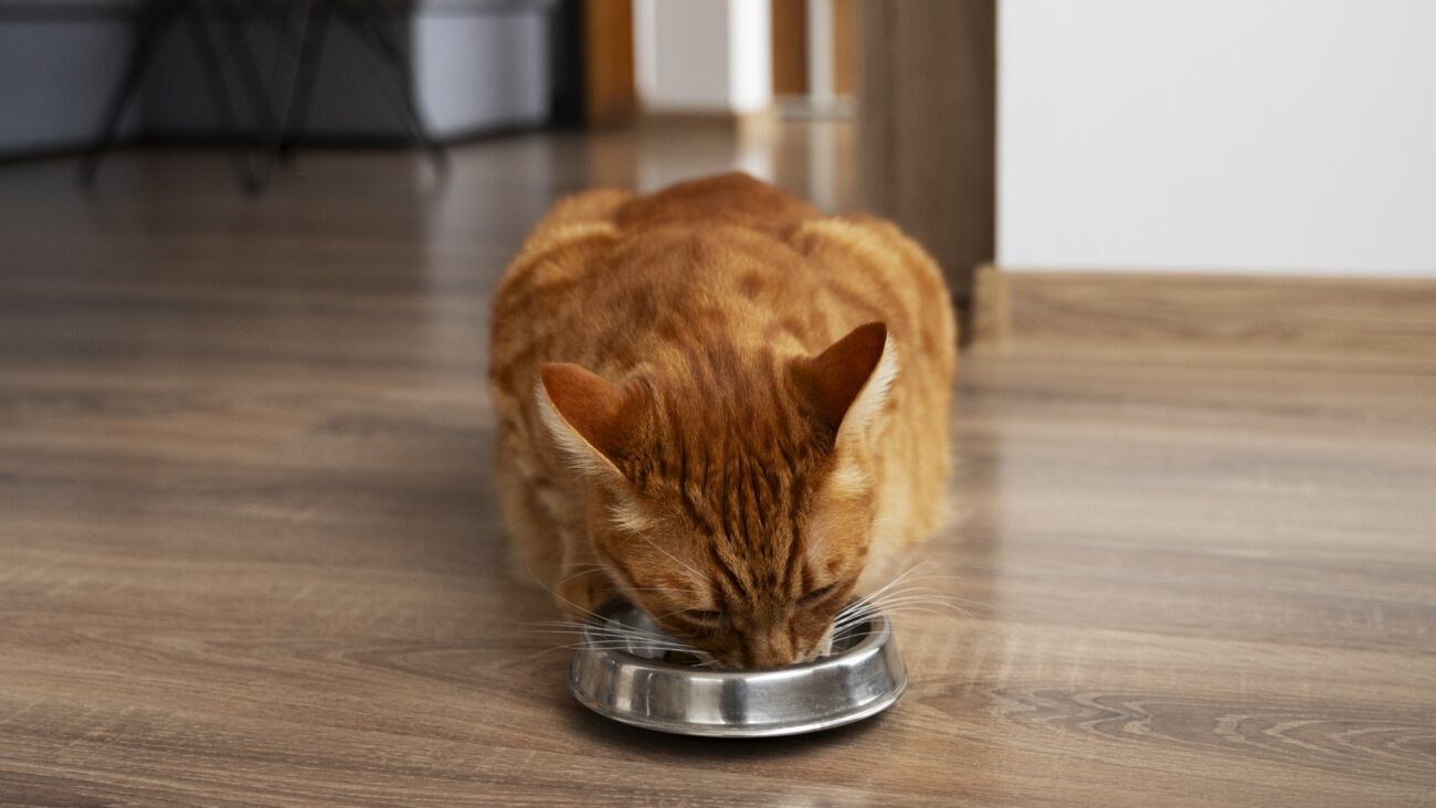 Ветеринари розповіли, як доглядати за котом для його довгого життя. Фото: Freepik