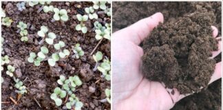 Городники назвали найкращий сидерат, який розпушує ґрунт краще за червʼяків