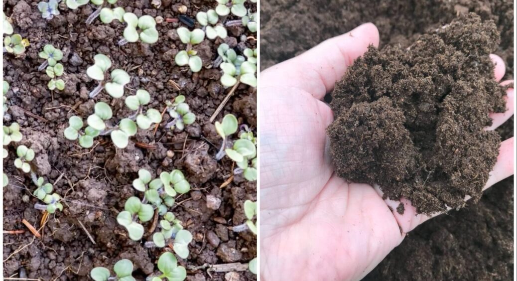 І не гірчиця, і не фацелія: цей 1 сидерат набагато ефективніший – ґрунт такий пухкий, як після черв’яків 
