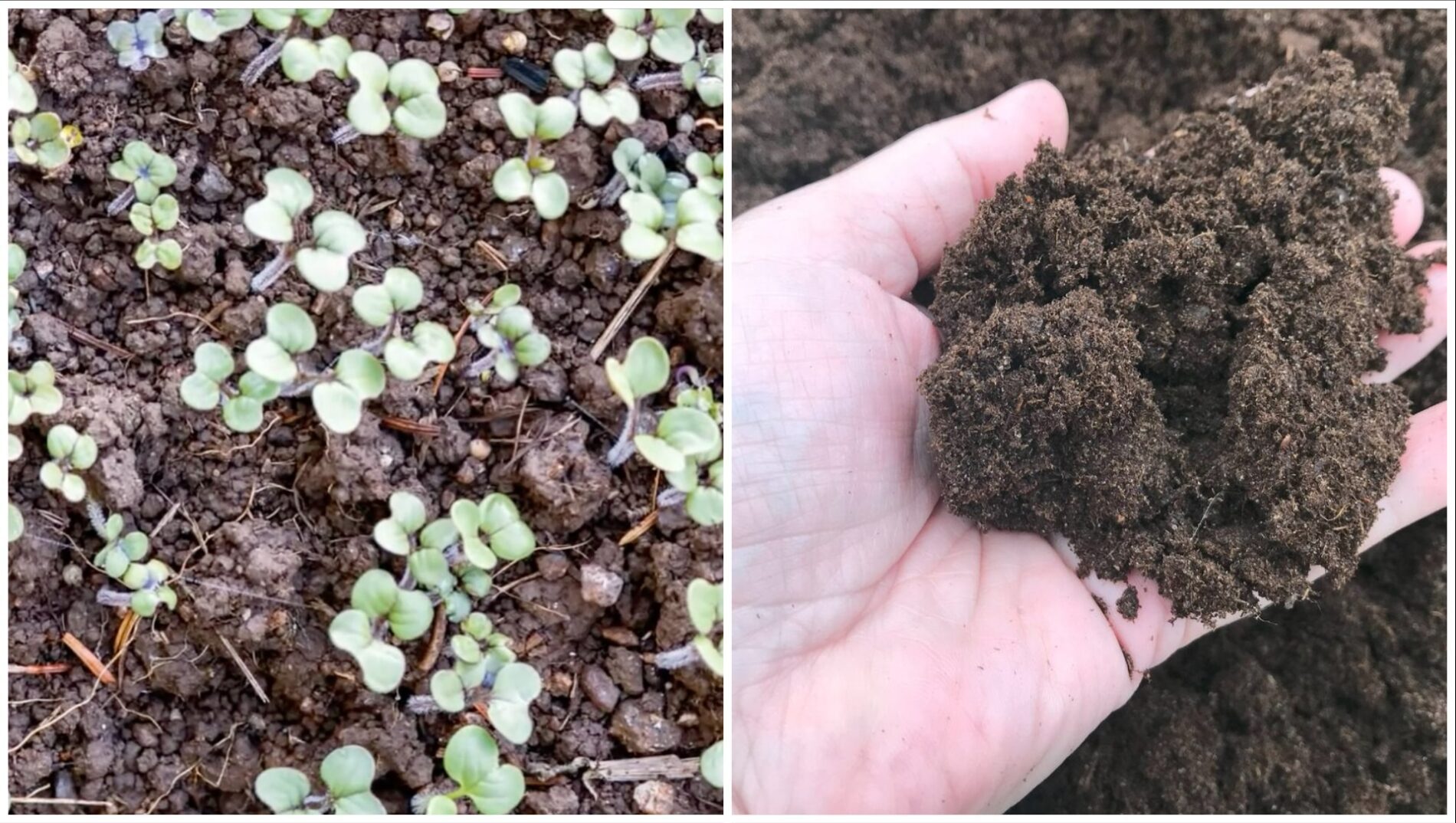 Городники назвали найкращий сидерат, який розпушує ґрунт краще за червʼяків