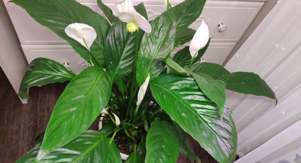 Спатифілум випустив бутони рівно через 24 години після цього удобрення: 2-3 кг на 10 л води 