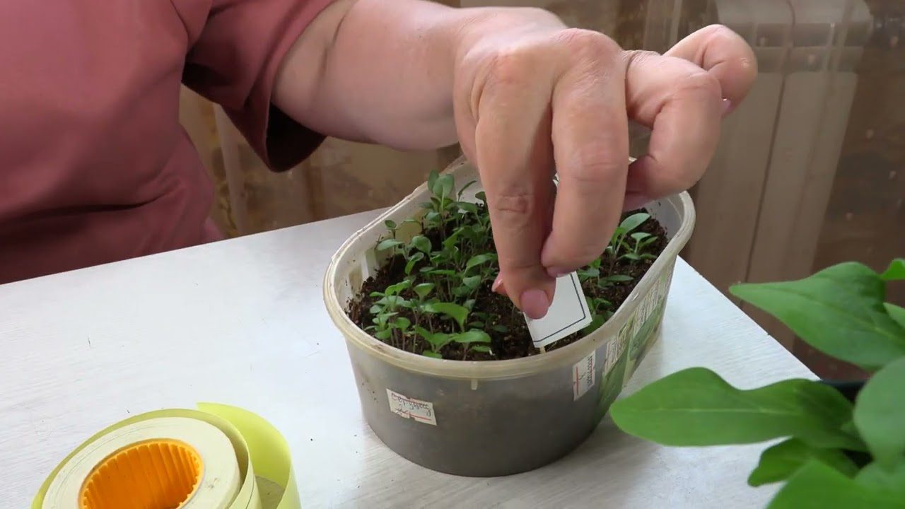 Садівники розповіли, із чого можна нарізати сотні безкоштовних бірок для розсади