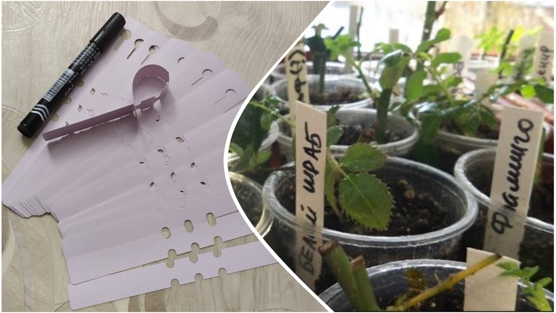 Садівники розповіли, із чого можна нарізати сотні безкоштовних бірок для розсади