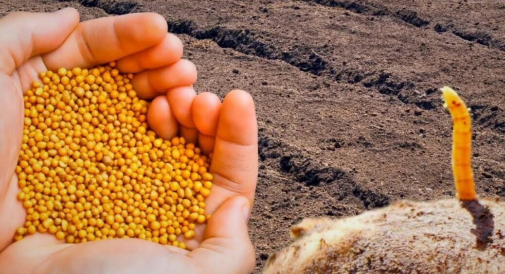 5 рослин-сидератів, які треба посіяти в березні: очищують землю від дротяника та збагачують її азотом 