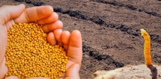 Городники назвали сидерати, які захистять ділянку від нематод і дротяників