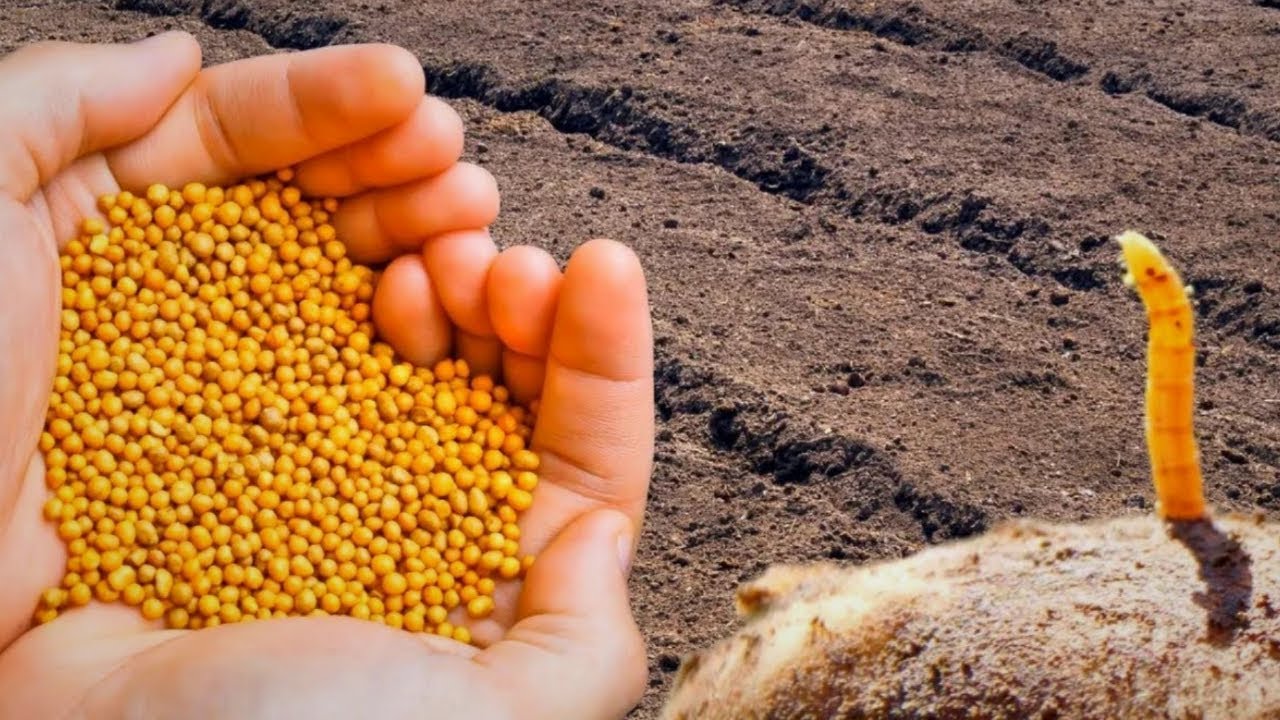 Городники назвали сидерати, які захистять ділянку від нематод і дротяників