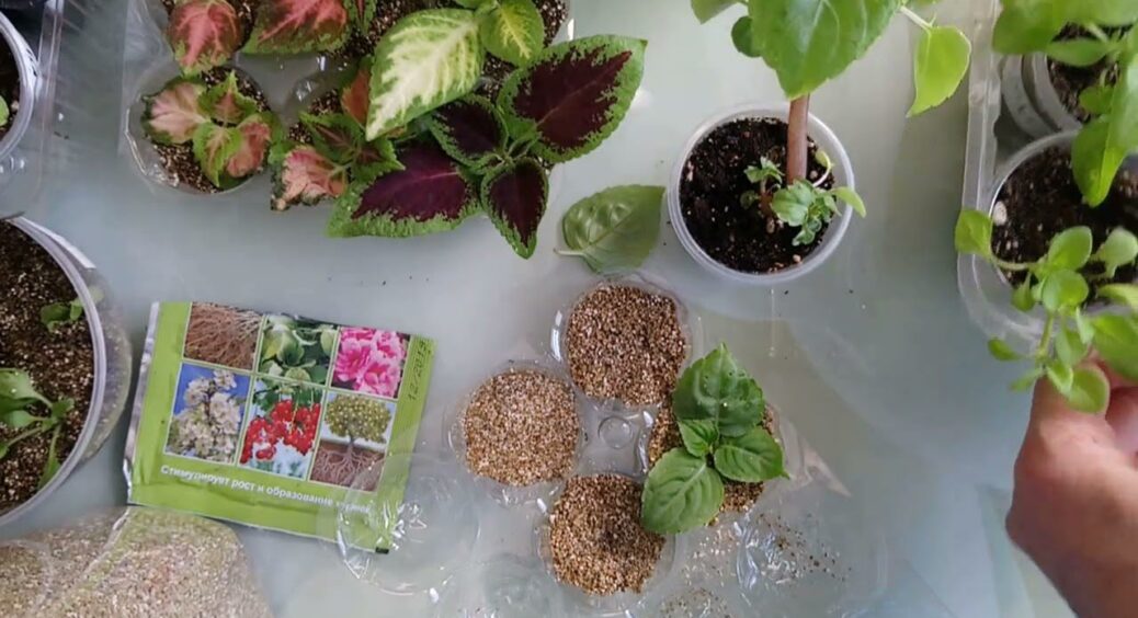 Більше не купую “модні саджанці” в розпліднику: навчилась вкорінювати живці троянди, смородини, орхідеї сама 