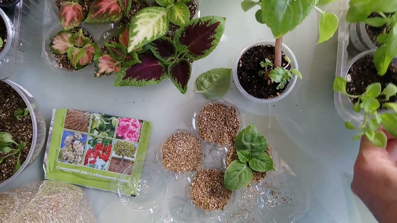 Городники поділилися 5 ефективними способами вкорінення живців