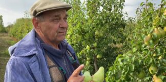 Дачники розповіли, як і чим правильно підживлювати грушу навесні 