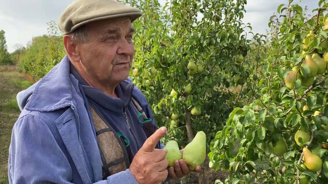 Садівники назвали найкращих та найгірших сусідів для груші