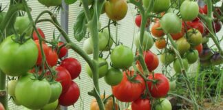 Агрономи розповіли, як отримати неймовірно великі та здорові томати без хімії