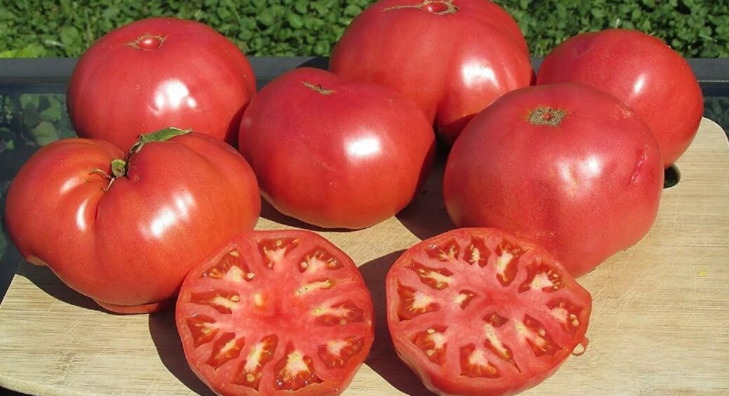 Зуб даю, що ці 3 сорти томатів більше не посаджу ніколи: кислі, водянисті і взагалі на 0 з 10 