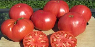 Городники назвали 3 найгірші сорти томатів для грядок	