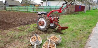 Агрономи поділилися маленькими секретами правильної посадки картоплі