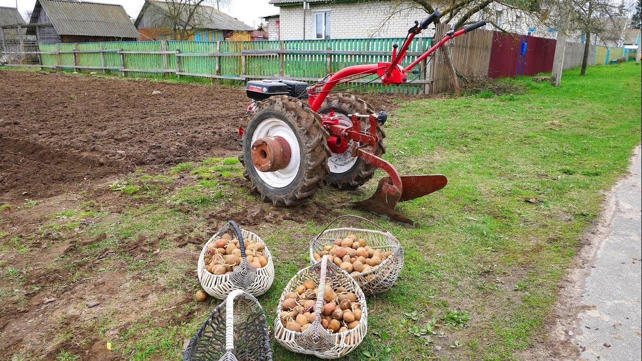 Агрономи поділилися маленькими секретами правильної посадки картоплі