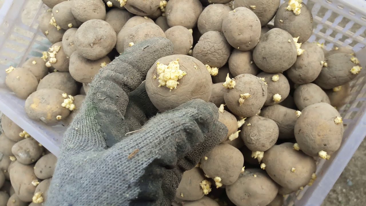 Агрономи поділилися маленькими секретами правильної посадки картоплі