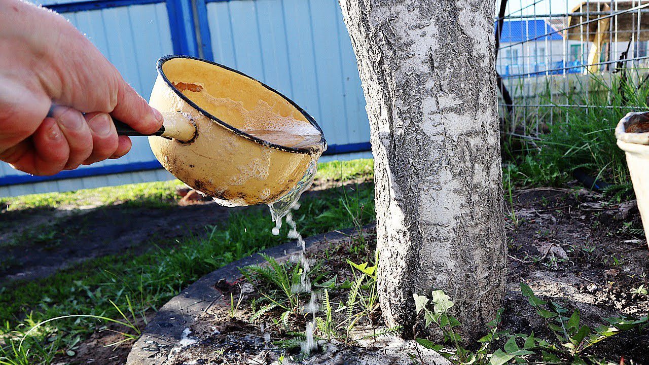 Садівники розповіли, чим найкраще підгодувати сливу та вишню у березні