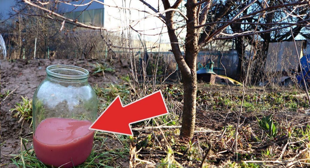 Висипаю 2 склянки під дерево у березні – і збираю по 150 кг ягід: урожай такий, що замовляю КАМАЗ 