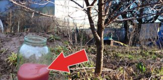 Садівники розповіли, чим найкраще підгодувати сливу та вишню у березні