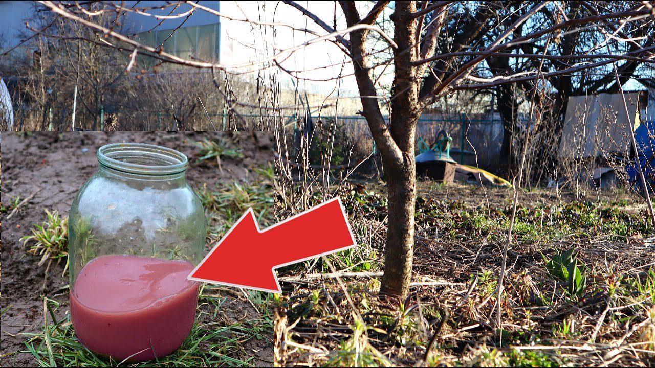 Садівники розповіли, чим найкраще підгодувати сливу та вишню у березні