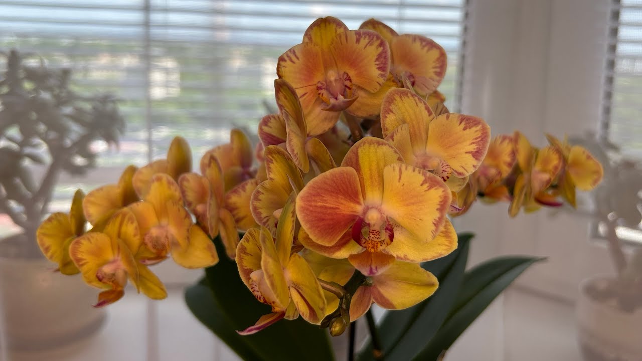 Квітникарі розповіли, як підгодувати орхідею часниковим добривом