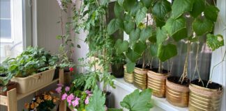 Садівники розповіли, як правильно організувати город на балконі