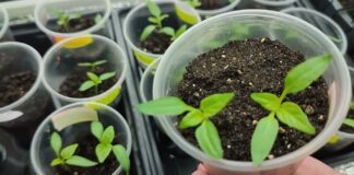 Городники розповіли, що потрібно робити, коли з'явилися перші сходи перцю