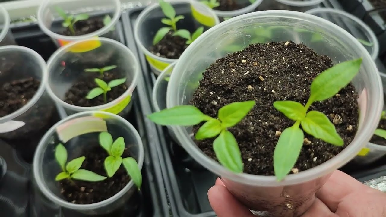 Городники розповіли, що потрібно робити, коли з'явилися перші сходи перцю