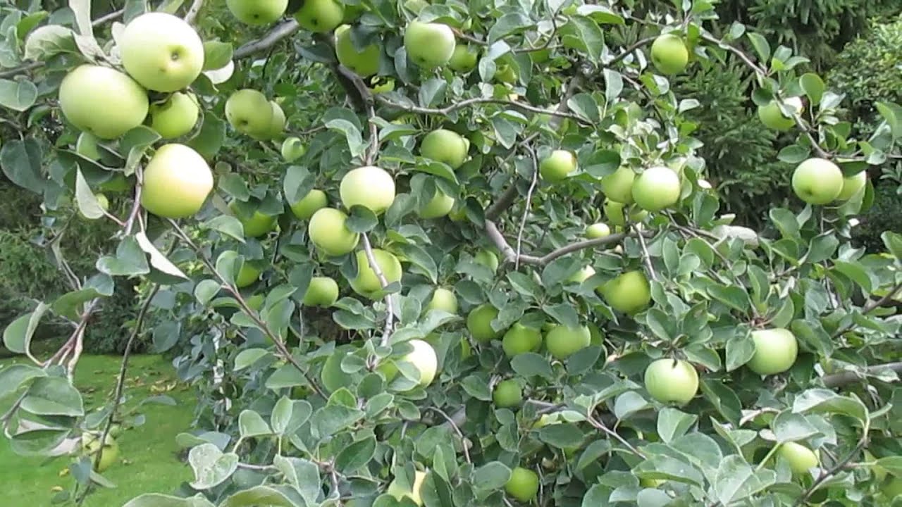 Дачники назвали важливі нюанси, які варто враховувати при весняній обробці дерев